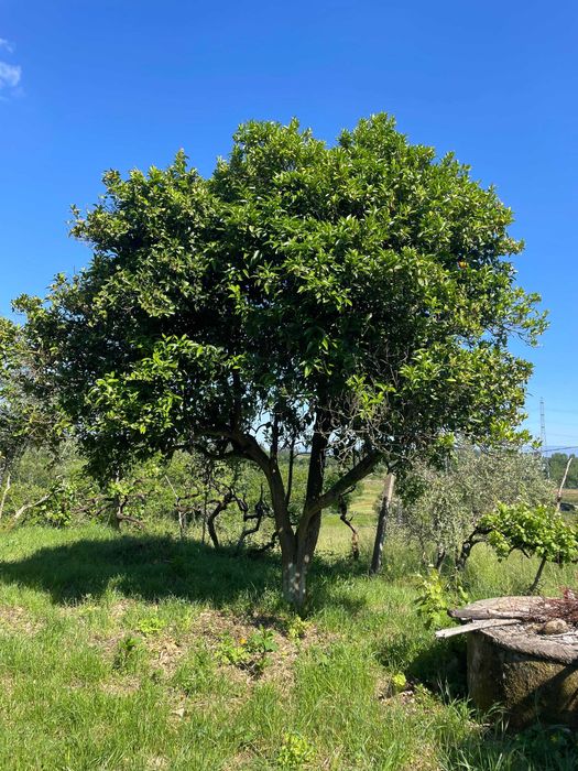 Terreno rústico com anexo
