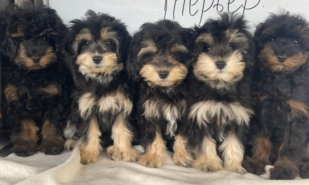 Фантомчики ф 1 та ф 2 .