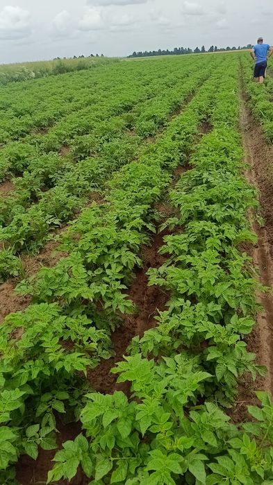 Ziemniaki winieta/Quin anna