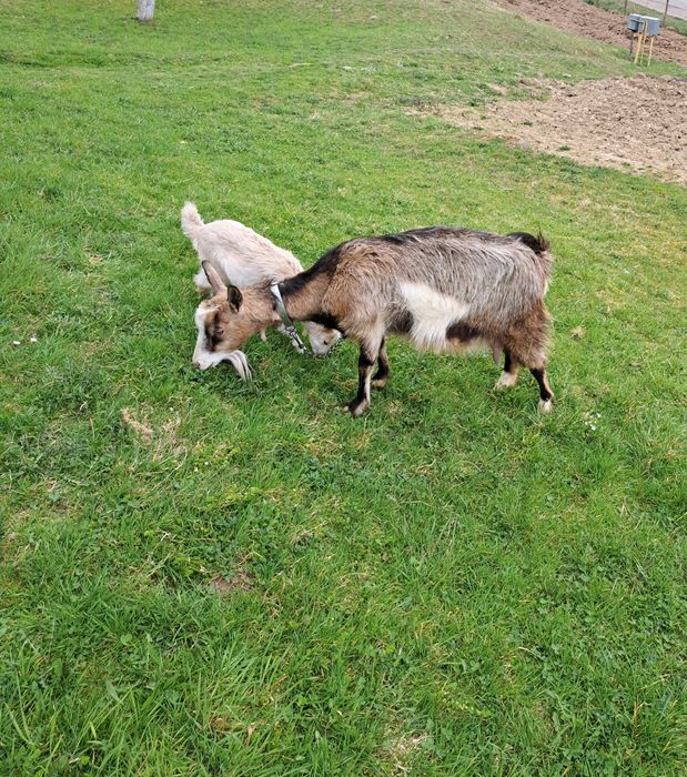 Продам козу із козятком