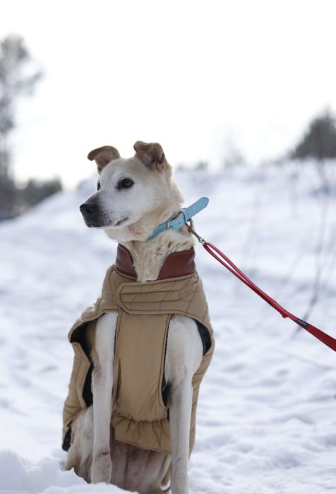 seniorka Selena do adopcji