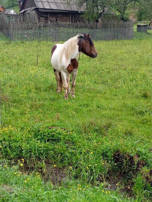 Продам __коня___