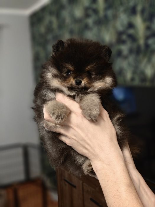 Szpic miniaturowy/Pomeranian BezoweLove ZKwP FCI