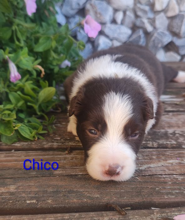 Border collie piesek czekoladowo biały przebadani rodzice