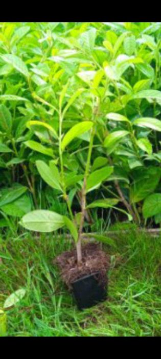 Laurowiśnia novita rotundifolia caucasica