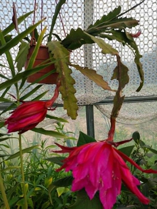 Epiphyllum Whirlibird.