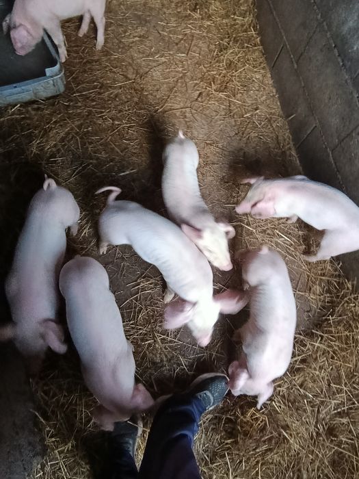 Leitões  para assar ou criar