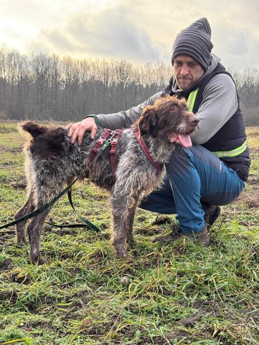 wyżeł  niemiecki szorstkowlosy  w schronisku w skierniwicach