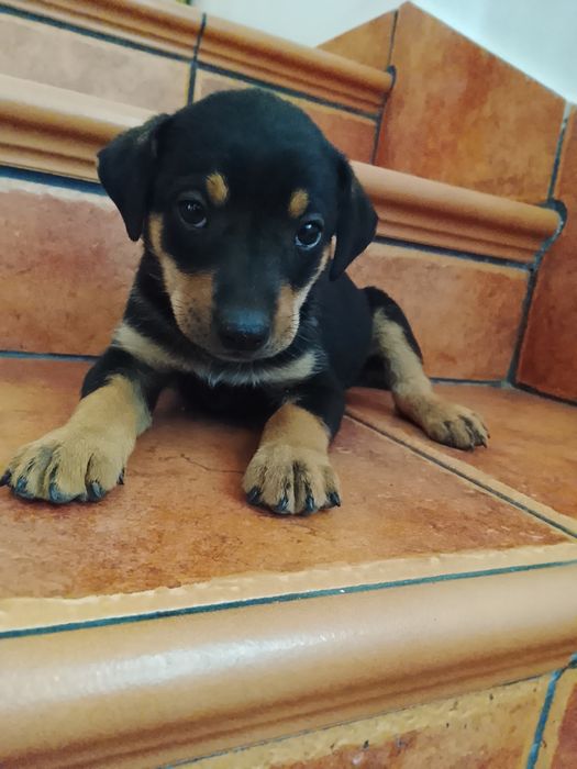 Cachorrinho macho para adoção