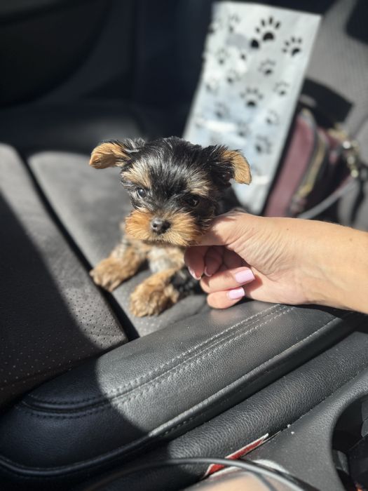 Йорк терєр цуцик