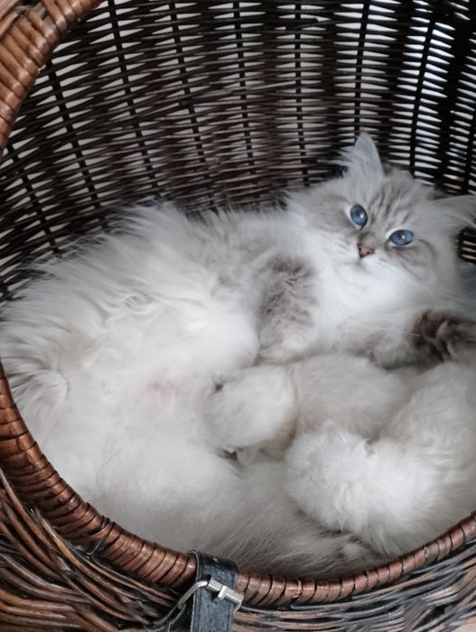 Neva Masquerade kocurek Etten Nenufar*PL