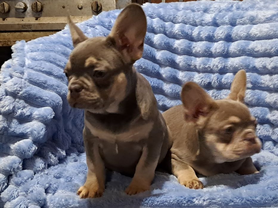 Французкий бульдог