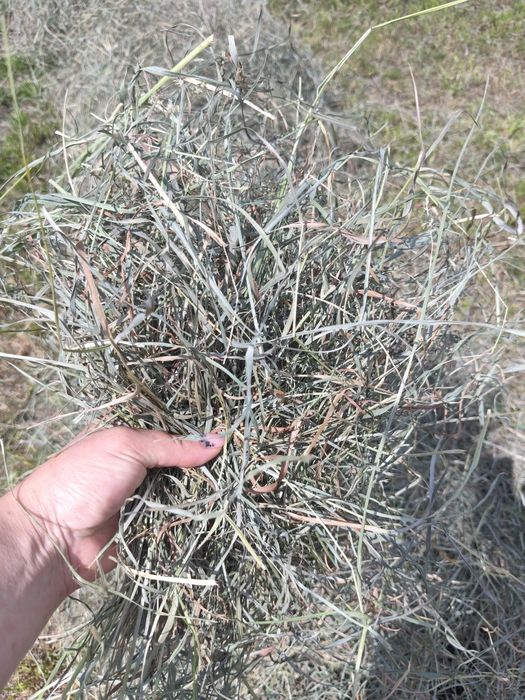 Siano suszone na słońcu 2,5 kg