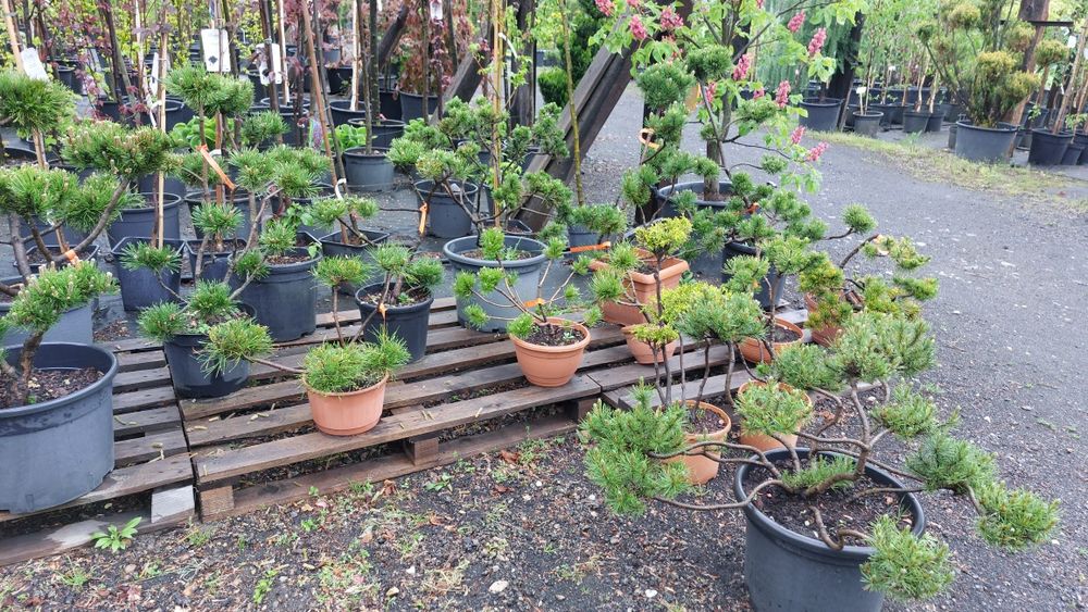 Bonsai, niwaki,  Iglaki Formowane JEŁOWA