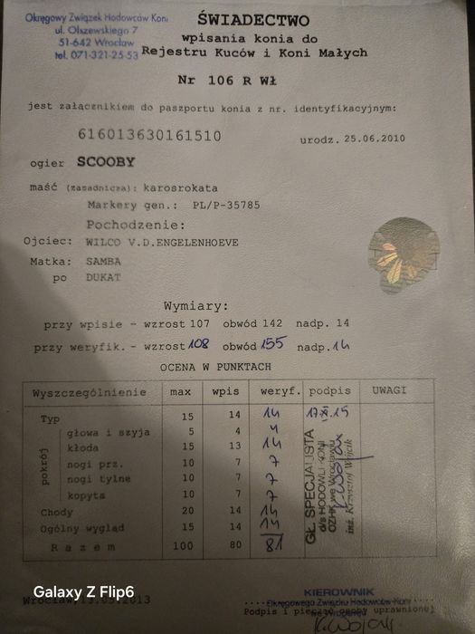 Kuc, kucyk Ogier Kryjący
