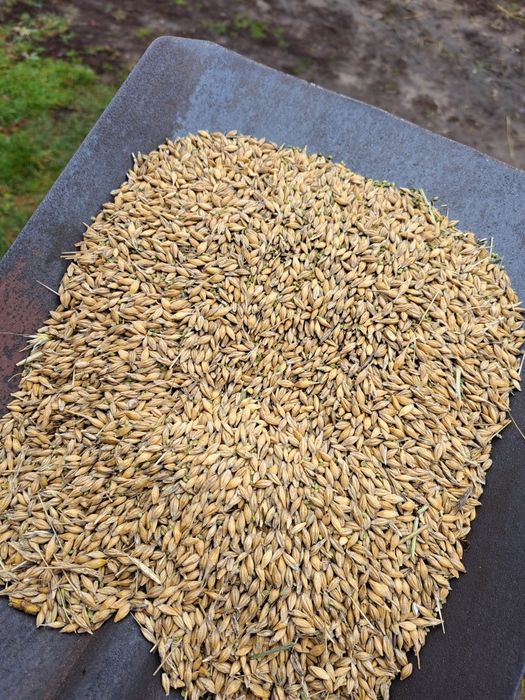 Jęczmień jary paszowy TILMOR