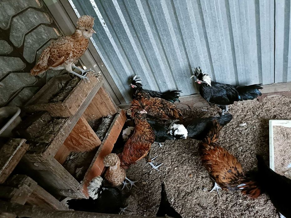 Sprzedam kurki chabo , feniksy bażanty  , czubatki , gołębie, pawie .