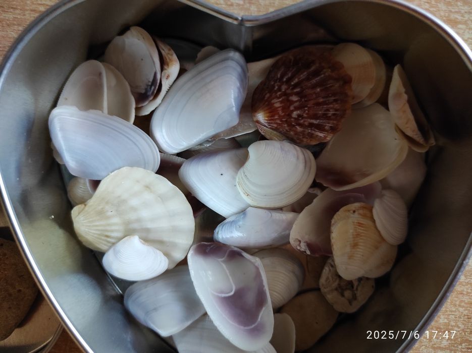 Морские ракушки 7 штук