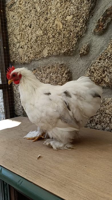 Galo pekin jovem