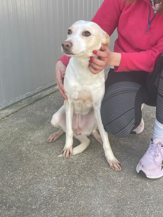 Cadelinha com 3 aninhos para adopção