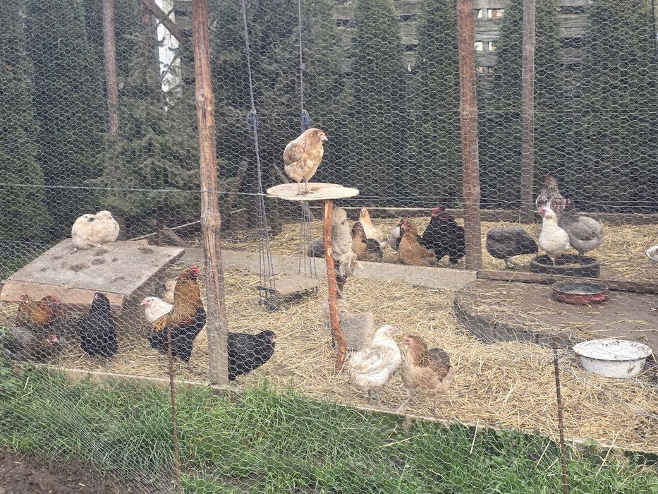 Kury araukany kury silki kury rosy pisklaki araukany