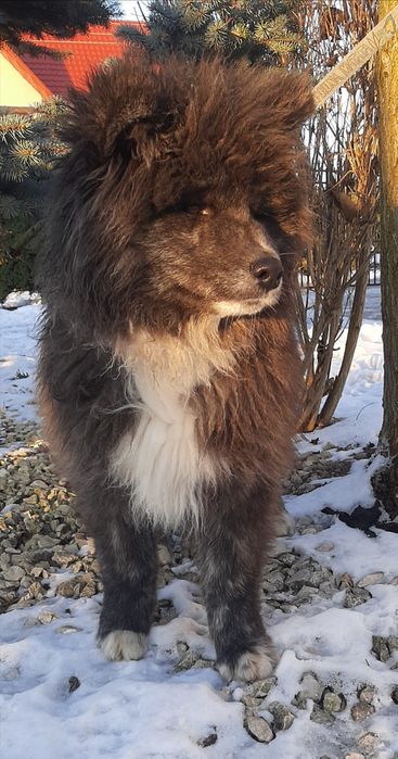 Akita Inu rodowód FCI/ZKwP długowłosy odchowany zsocjalizowany 5msc.