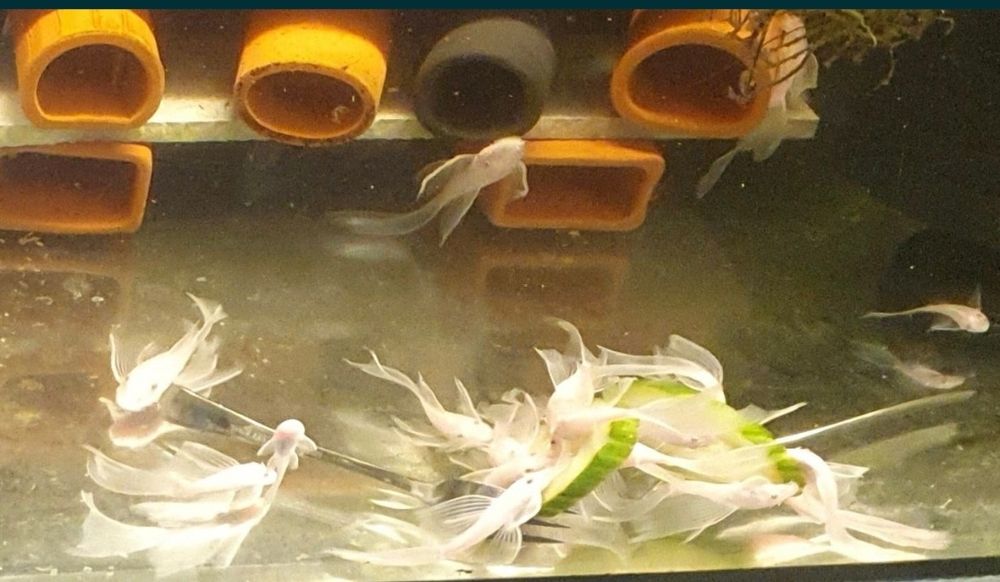Ancistrus L144 Snow White long fin Wysyłka Zbrojnik Glonojad