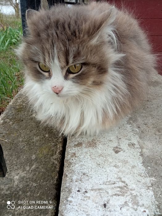 Анфіса безкоштовно