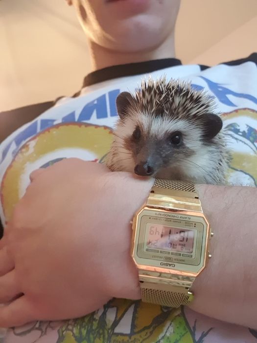 Jeże Pigmejskie - młode, oswojone, domowa hodowla