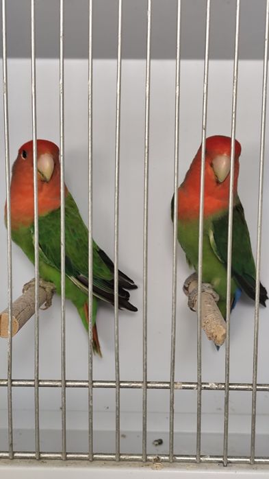 Agapornis Roseicollis e Personatus