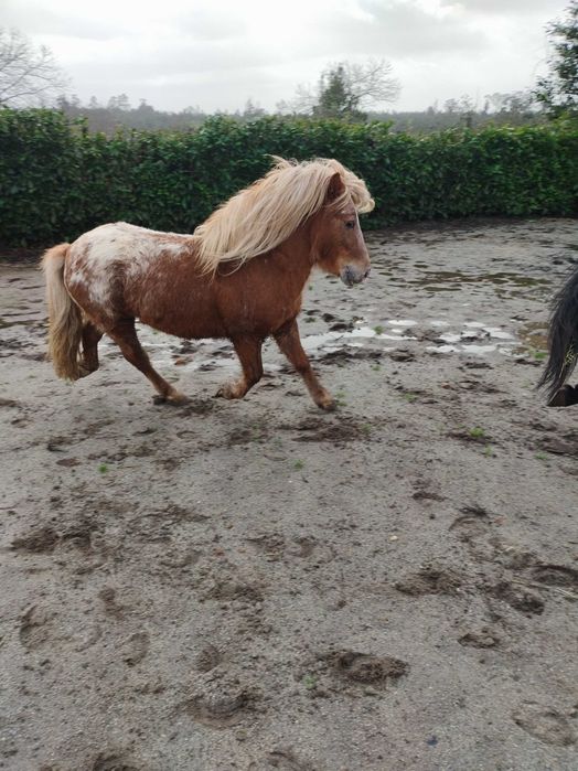 Pônei Appaloosa inteiro