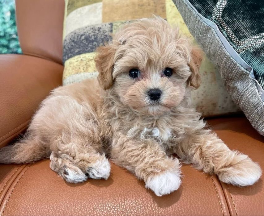 Неймовірно милі мальтипу ред браун дівчинка та хлопчик