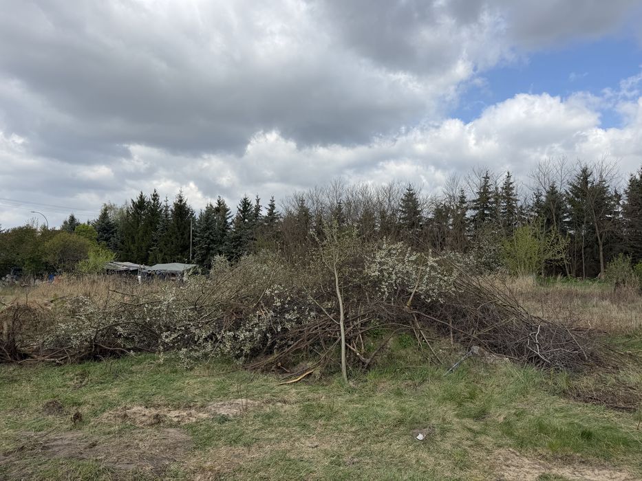 Oddam drzewa po wycince, Biała Podlaska