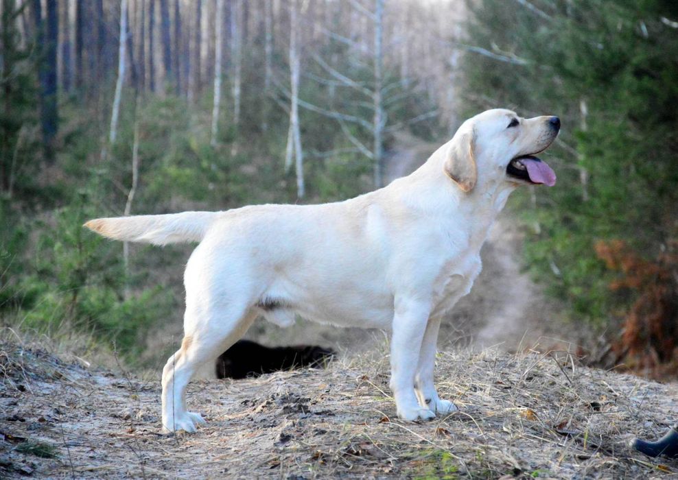 Открыт для вязок молодой кобель лабрадор ретривер!