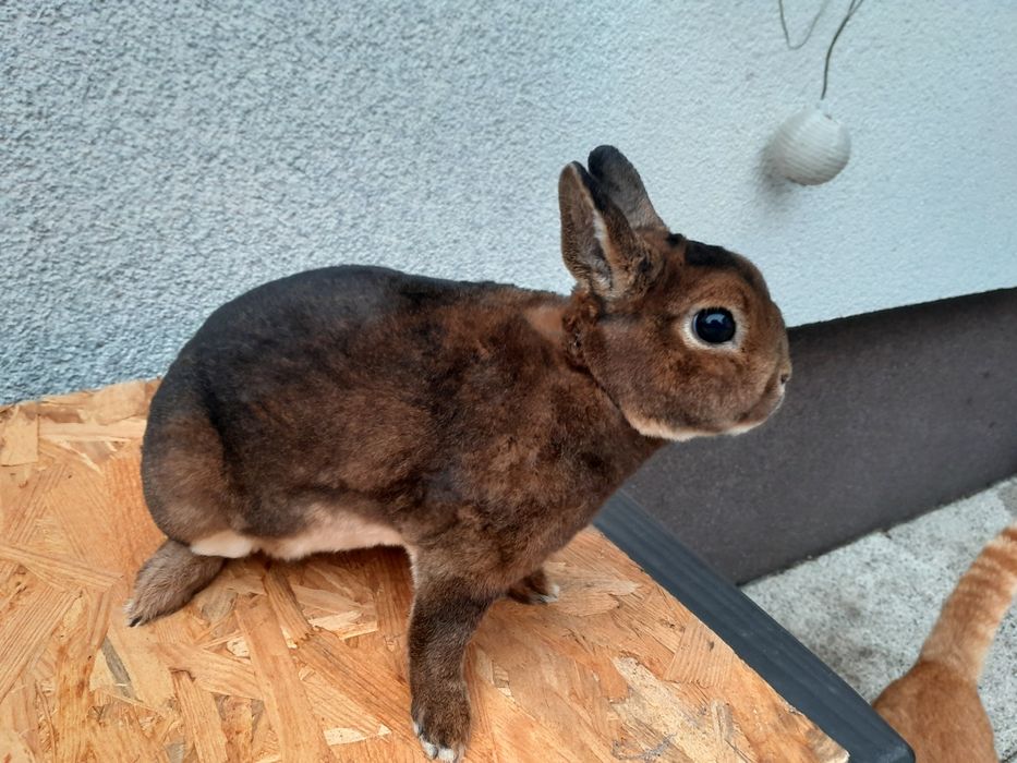 Królik karzełki castorex KCRX