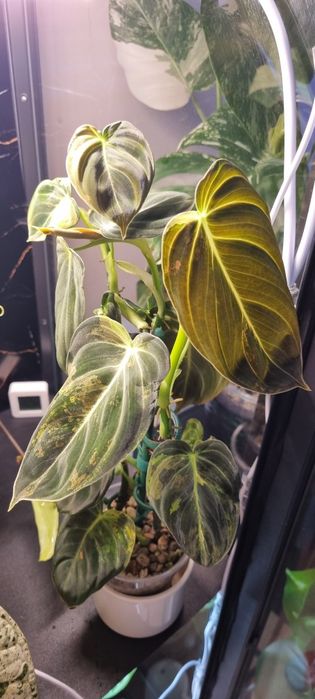 Philodendron melanochrysum variegata