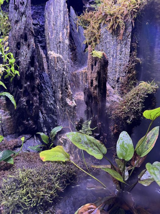 PALUDARIUM 60x45x45 komplet tanio Wawa rośliny sprzęt hydraulika