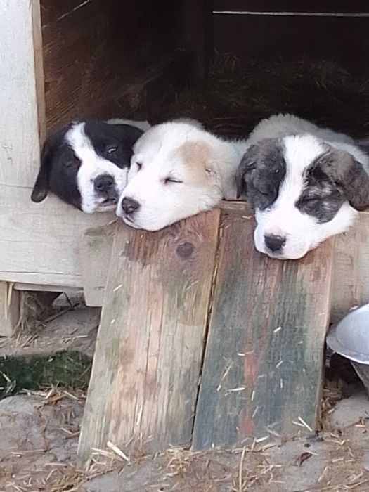 Owczarek środkowoazjatycki szczenię