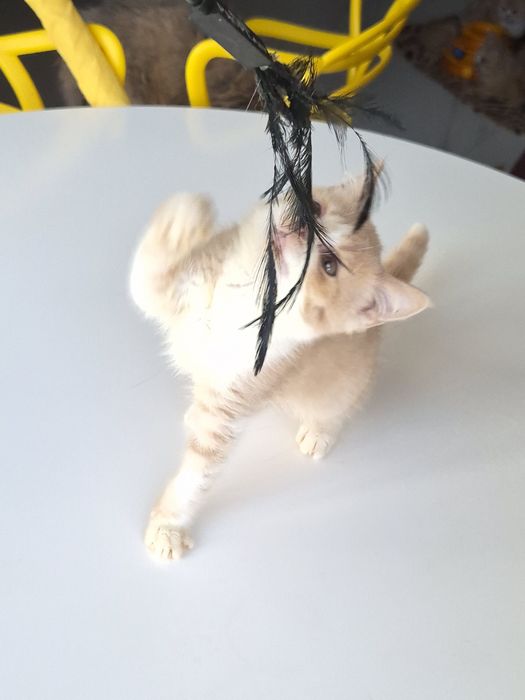 Кошеня  британський