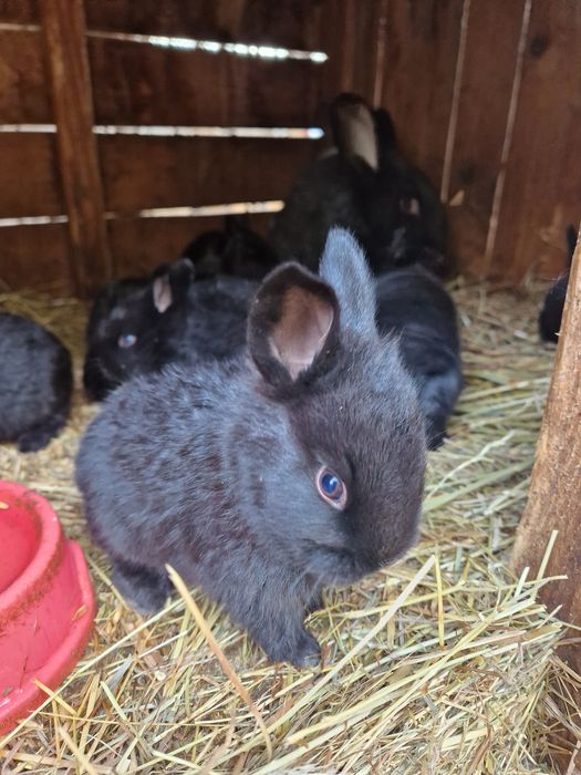 Полтавське срібло кролі