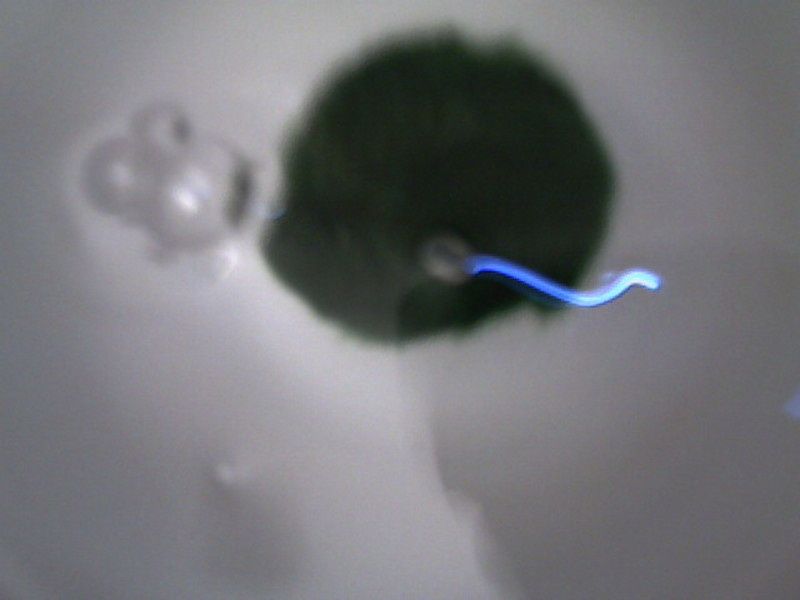 Кладофора шаровидна