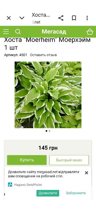 Хоста декоративна сорт моерхейм