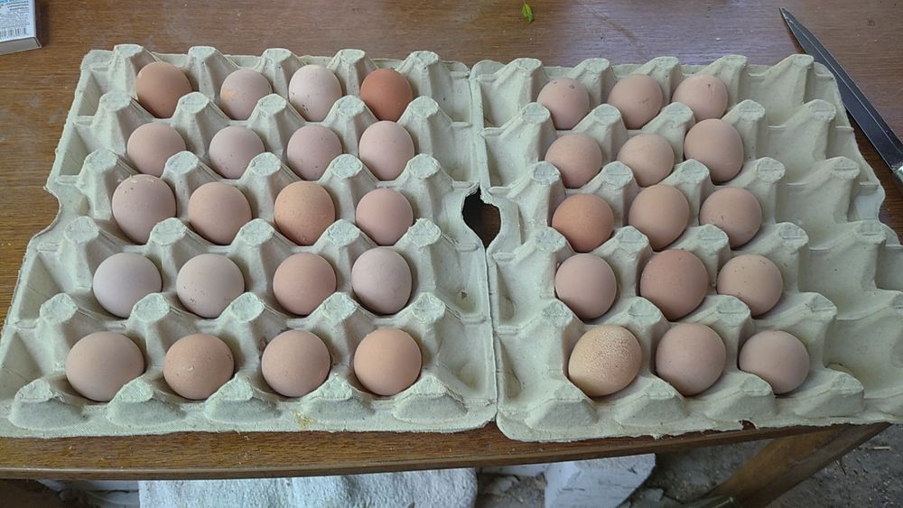 Волжские цесарки: 30 грн. - Сельхоз животные Одесса на Olx