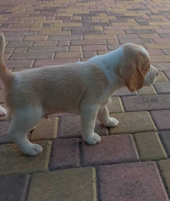 Чемпіонський бігль, Кременчук