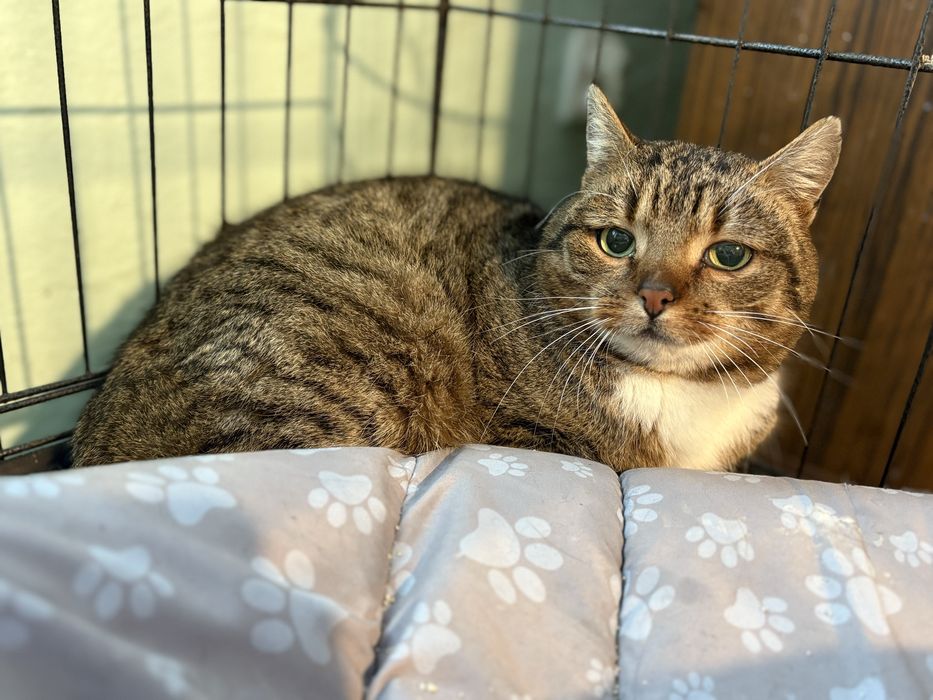 Kotka szuka domu-pokochaj Kami adopcja