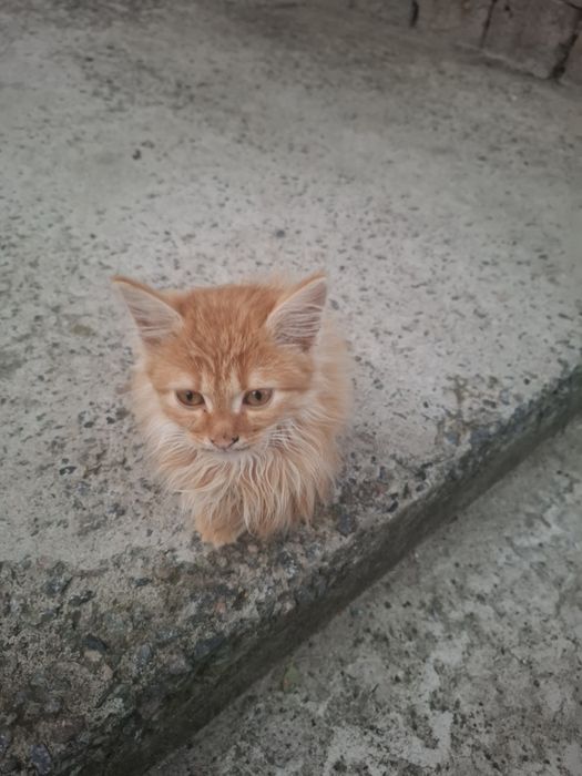 Котята ищут семью