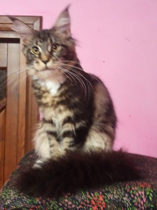 Мейн куночка готова до переїзду