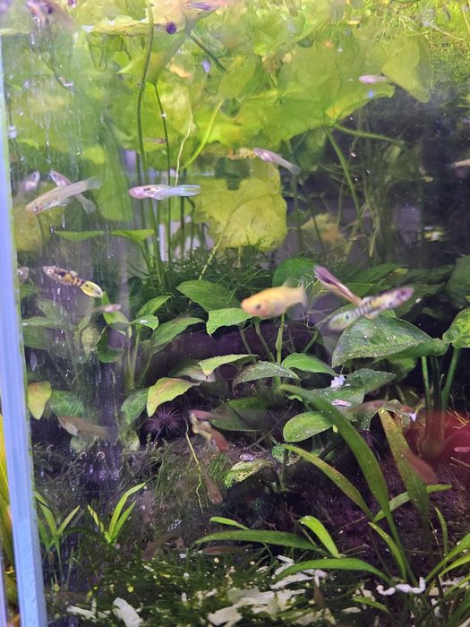 Guppy endler tiger