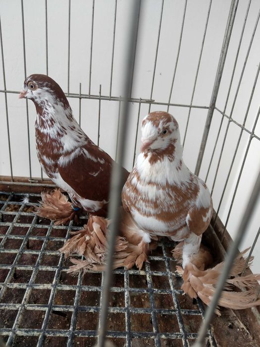 Gołębie izdobne widyny