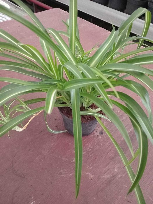 Trzykrotka Lilac, Yellow Hill, Blushing Bride, Bluszcz, Paproć Dębica